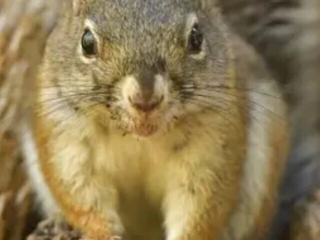 A Mount Graham red squirrel with red ear tags perches in a tree.