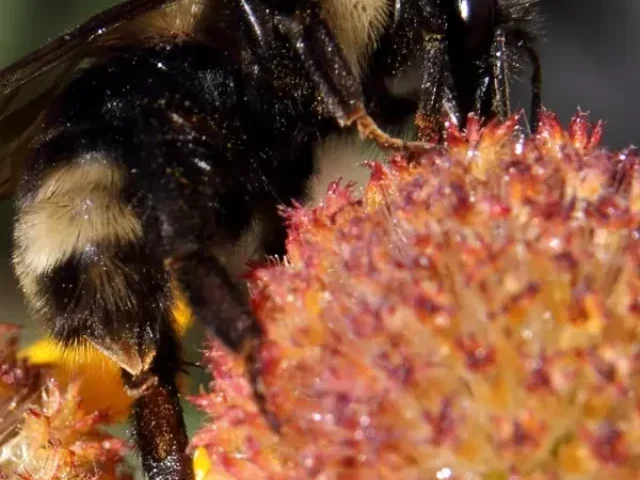 Suckley's cuckoo bumble bee on a Gaillardia flower (Gaillardia aristata).. Photo Credits: Kim Mann