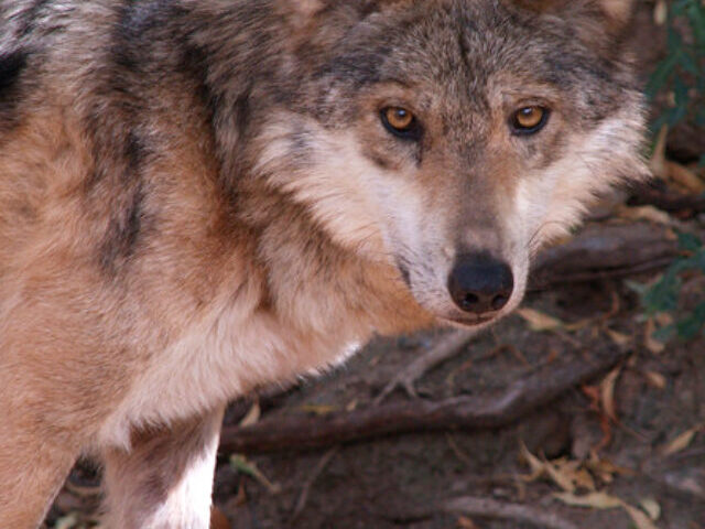 Representative Image. Mexican Wolf. Photo Source: Exia Photography (CC BY 2.0)