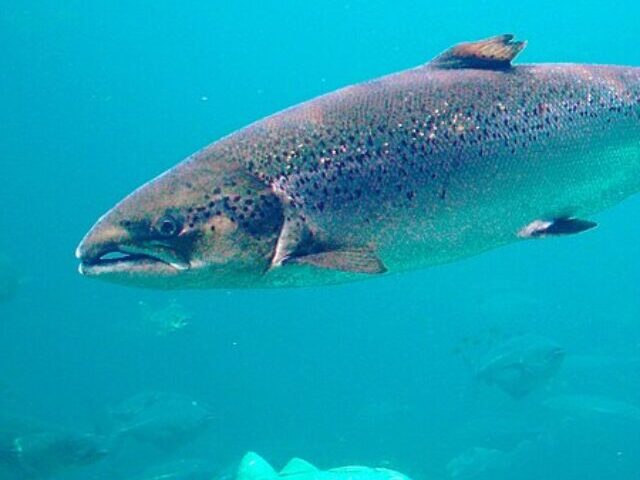 cropped-UBC-Study-40percent-Mortality-in-Released-Salmon-Linked-to-Hook-Size-9.jpg