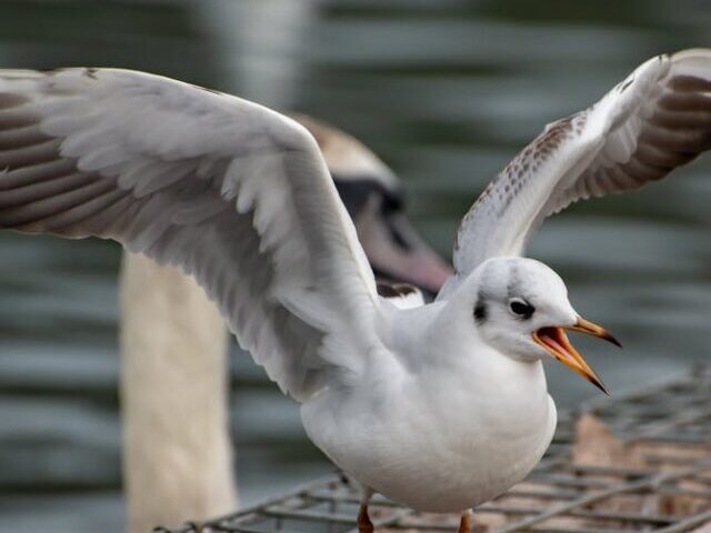 UK Wildlife Declines 73% Due to Climate Change (1)