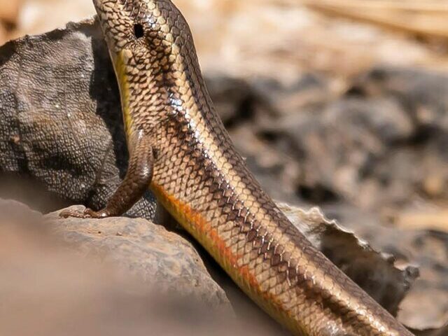 USFWS Proposes 150,400 Acres of Critical Habitat for Endangered Caribbean Skinks (10)