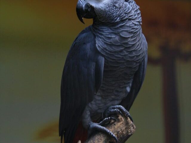 Up to 99% of African Grey Parrots Gone as Trafficking Persists (9)