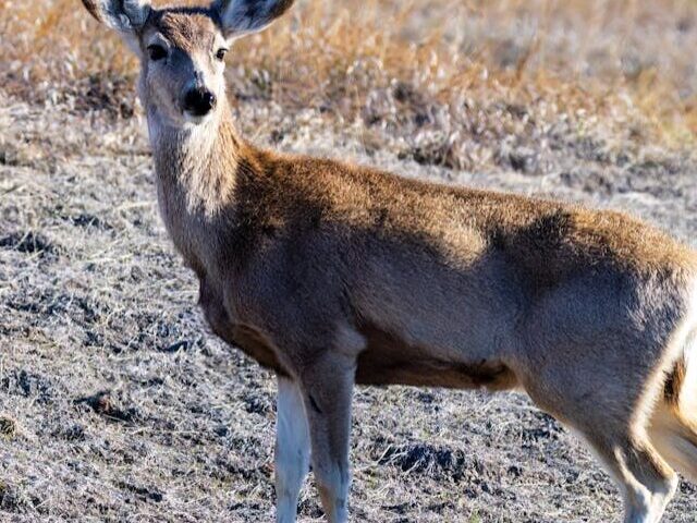 Utah Unveils Mule Deer Plan with GPS Data, Weapon Limits, and CWD Hunts (7)