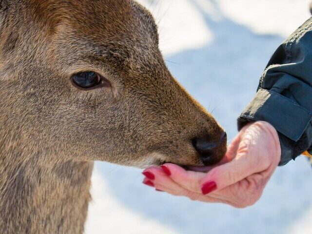 Why Feeding Deer in Winter Harms Survival, Health, and Safety (10)