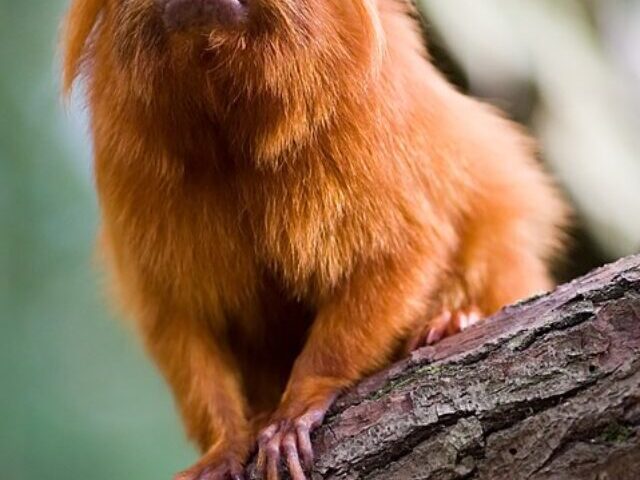 golden lion tamarin