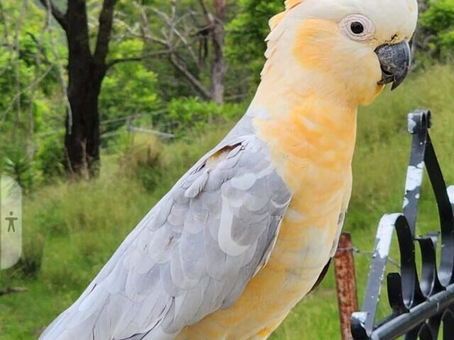 Cockatoo Hybrid