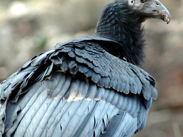 California condor (Gymnogyps californianus)