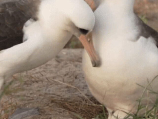 Laysan Albatross Wisdom