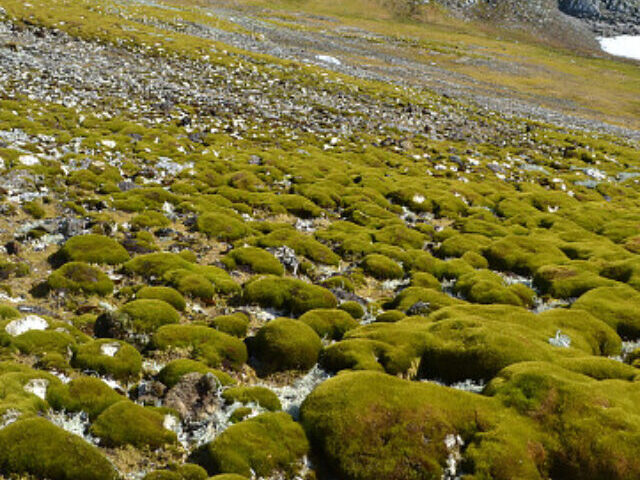 Vegetation Land.