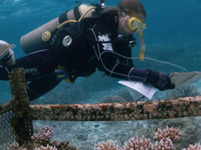 Authors of the study monitoring corals they selectively bred for high heat tolerance at an ocean nursery in Palau. Photo Credit: James Guest