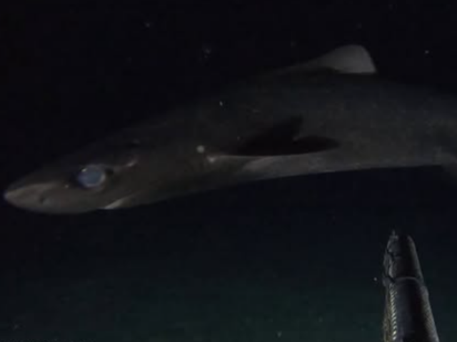 New shark species discovery for the Cayman Islands