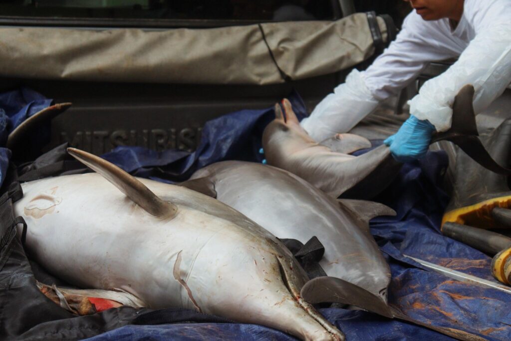 Bodies of pink dolphins and tucuxis rescued by Sea Shepherd Brazil from Lake Coari, in the Amazon. Photo Source: Sea Shepherd Brazil.