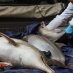 Bodies of pink dolphins and tucuxis rescued by Sea Shepherd Brazil from Lake Coari, in the Amazon. Photo Source: Sea Shepherd Brazil.