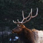 : Representative Image. Elk in Rocky Mountain National Park. Photo Source: CaptSpaulding (CC BY-NC-ND 2.0)