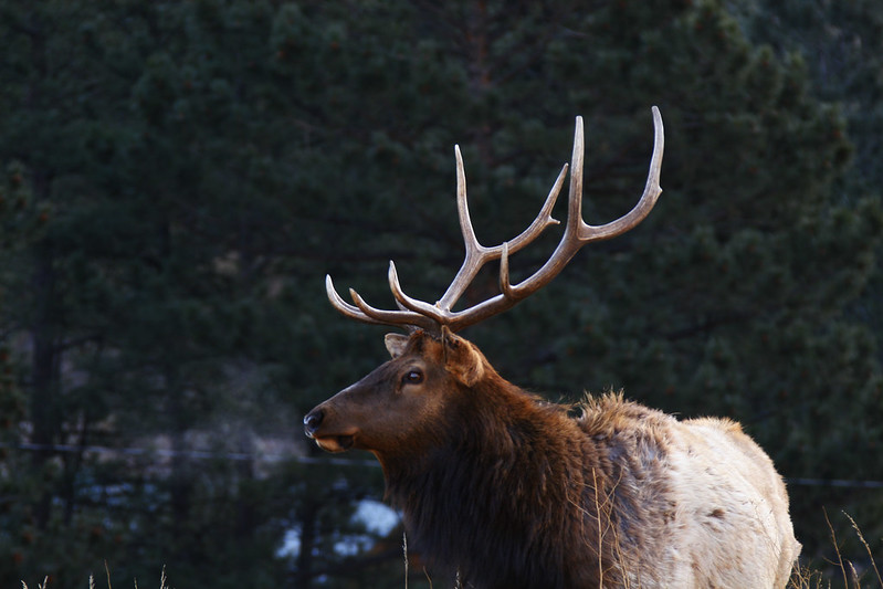 : Representative Image. Elk in Rocky Mountain National Park. Photo Source: CaptSpaulding (CC BY-NC-ND 2.0)