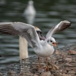 Representative Image. Seagulls on Shore. Photo Source: Mr Alex Photography (Pexels)