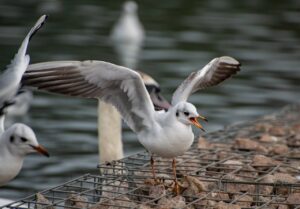 Representative Image. Seagulls on Shore. Photo Source: Mr Alex Photography (Pexels)