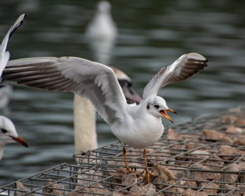 Representative Image. Seagulls on Shore. Photo Source: Mr Alex Photography (Pexels)