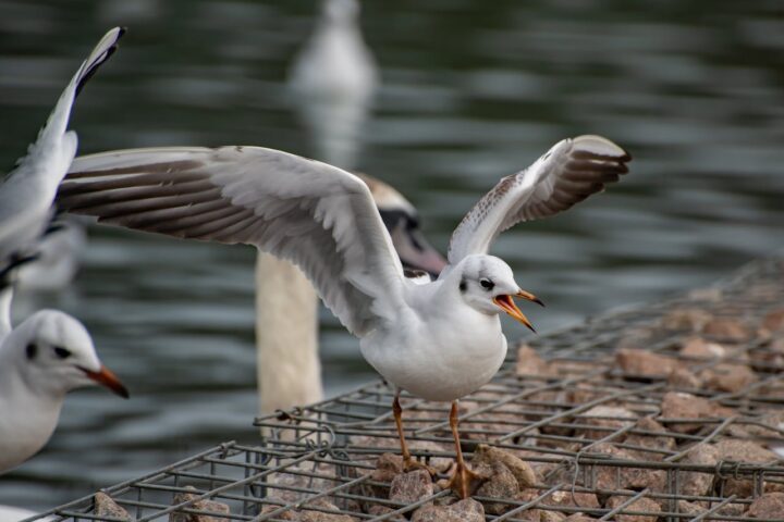 Representative Image. Seagulls on Shore. Photo Source: Mr Alex Photography (Pexels)