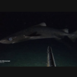 New shark species discovery for the Cayman Islands