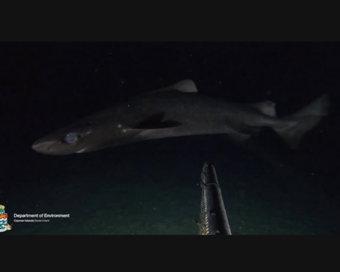 New shark species discovery for the Cayman Islands