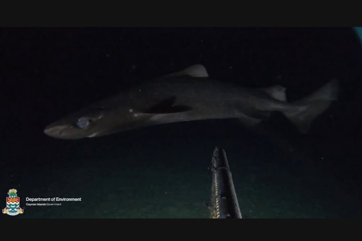 New shark species discovery for the Cayman Islands