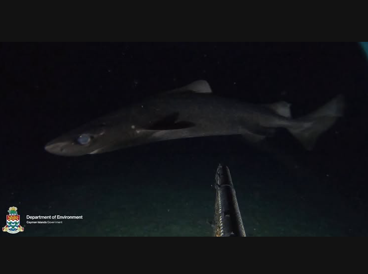 New shark species discovery for the Cayman Islands