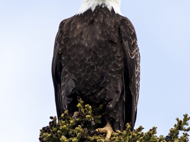 $15K Reward Offered for Information on Bald Eagle Shooting in Alabama (Poster Image)