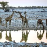 Representative Image. Giraffe group Okaukuejo, Etosha, Namibia. Photo Source: Axel Tschentscher (CC BY 4.0)