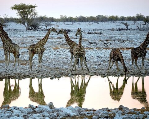 Representative Image. Giraffe group Okaukuejo, Etosha, Namibia. Photo Source: Axel Tschentscher (CC BY 4.0)