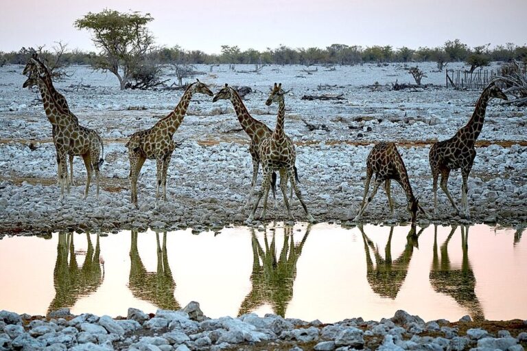 Representative Image. Giraffe group Okaukuejo, Etosha, Namibia. Photo Source: Axel Tschentscher (CC BY 4.0)