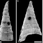 Examples of Lapworthella fasciculata shells (under scanning electron microscope) from the Mernmerna Formation, Flinders Ranges, South Australia showing holes made by a perforating predator. Scale bars represent 200 micrometers.