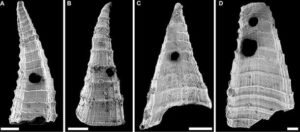 Examples of Lapworthella fasciculata shells (under scanning electron microscope) from the Mernmerna Formation, Flinders Ranges, South Australia showing holes made by a perforating predator. Scale bars represent 200 micrometers.