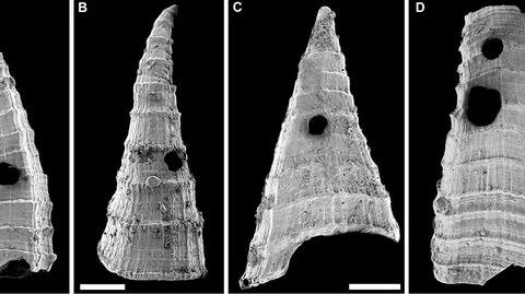 Examples of Lapworthella fasciculata shells (under scanning electron microscope) from the Mernmerna Formation, Flinders Ranges, South Australia showing holes made by a perforating predator. Scale bars represent 200 micrometers.