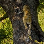 Representative Image. Leopard descending the trunk of a Matumi tree. Photo Source: Arturo de Frias Marques (CC BY-SA 4.0)