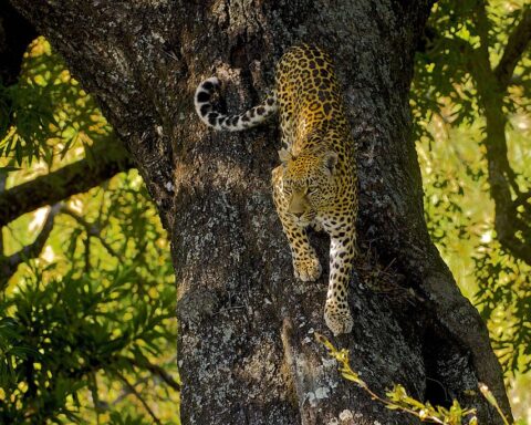 Representative Image. Leopard descending the trunk of a Matumi tree. Photo Source: Arturo de Frias Marques (CC BY-SA 4.0)