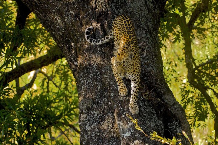 Representative Image. Leopard descending the trunk of a Matumi tree. Photo Source: Arturo de Frias Marques (CC BY-SA 4.0)