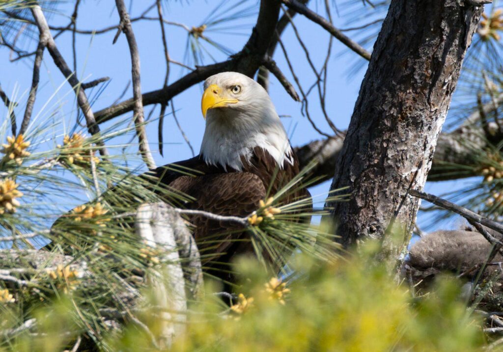 Representative Image: Close up Bald Eagle. Photo Source: Sean P. Twomey (Pexels)