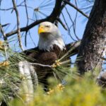 Representative Image: Close up Bald Eagle. Photo Source: Sean P. Twomey (Pexels)