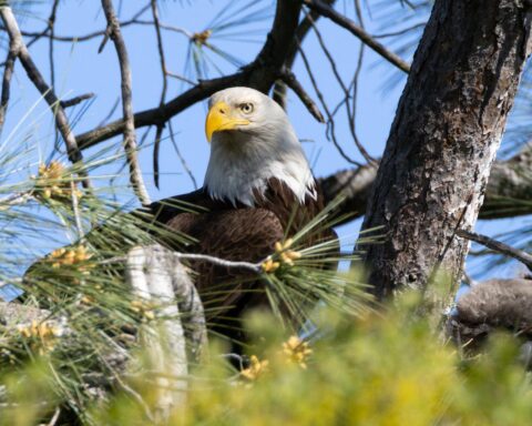 Representative Image: Close up Bald Eagle. Photo Source: Sean P. Twomey (Pexels)