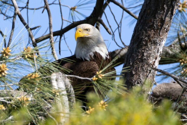 Representative Image: Close up Bald Eagle. Photo Source: Sean P. Twomey (Pexels)