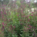 Big red sage, Salvia penstemonoides. Credit: City of Austin