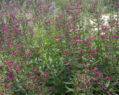 Big red sage, Salvia penstemonoides. Credit: City of Austin