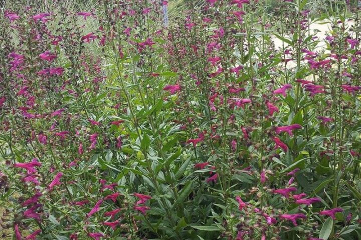 Big red sage, Salvia penstemonoides. Credit: City of Austin