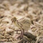 poultry depopulation, chicks by foam