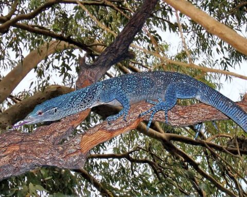 Blue Tree Monitor. Photo Credits: Hectonichus (CC BY-SA 4.0)