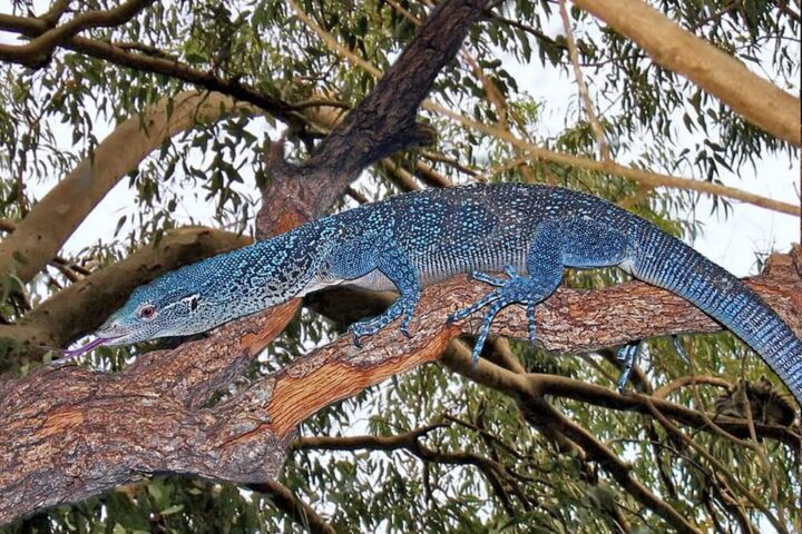 Blue Tree Monitor. Photo Credits: Hectonichus (CC BY-SA 4.0)