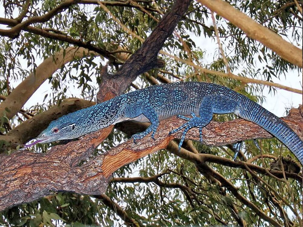 Blue Tree Monitor. Photo Credits: Hectonichus (CC BY-SA 4.0)