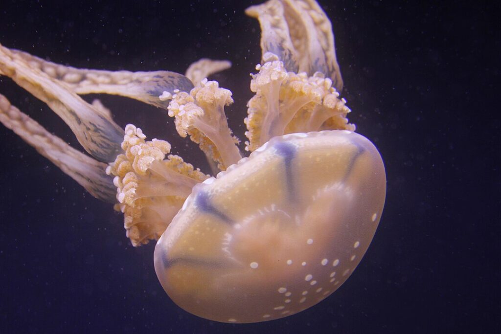 jellyfish without flash